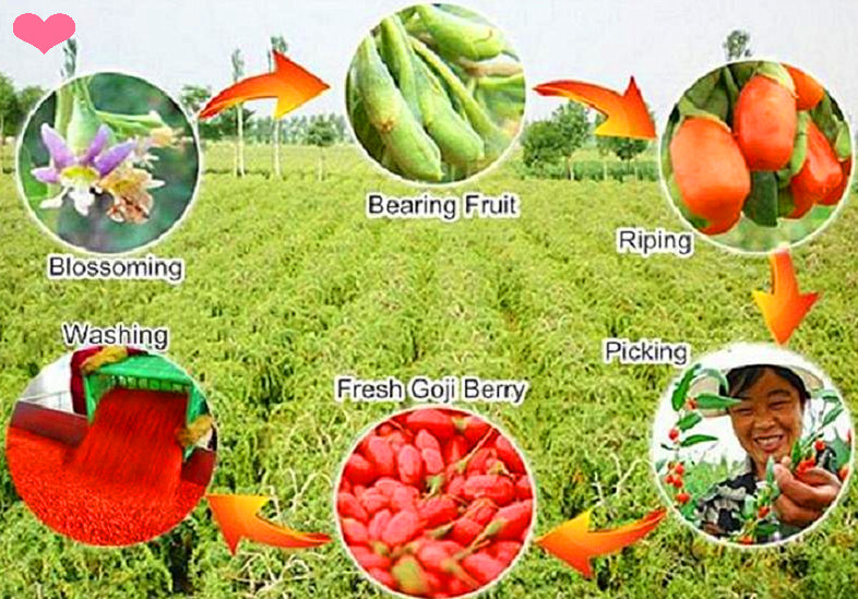 Ningxia Goji berry growing circle