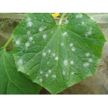 Botanical Pesticide Against Powdery Mildew on Melons