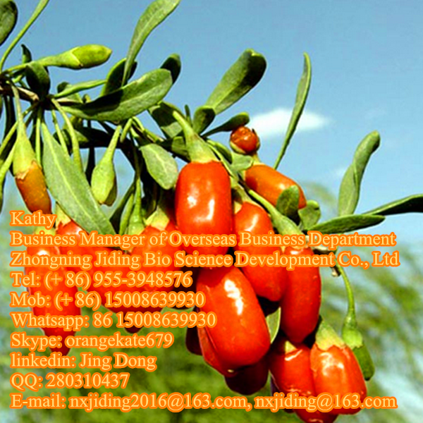 Organic Goji berry supplier
