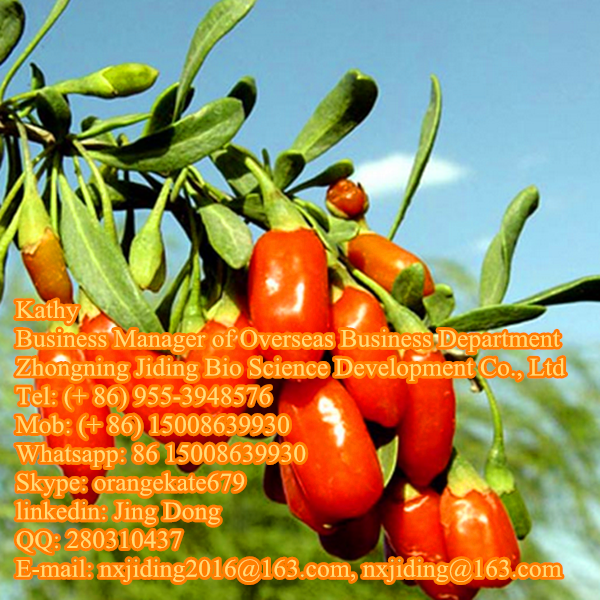 Goji berry manufacturer