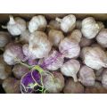 New Crop Pure White Garlic