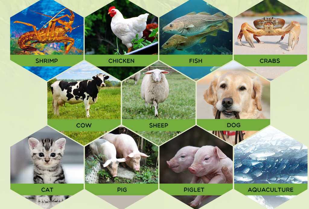 feed grade additives for animal