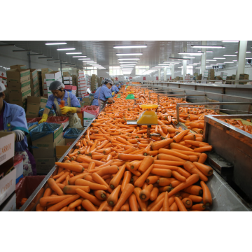 2016 nouvelles cultures carotte fraîche de taille différente