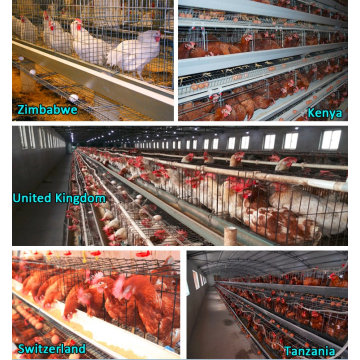 Aves de sistema de gaiola de frango Maquinas e equipamentos agrícolas