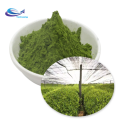 Food Grade Matcha Green Tea Powder Matcha Powder