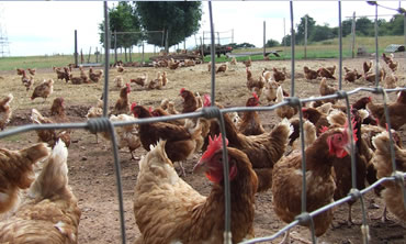 field fence chicken