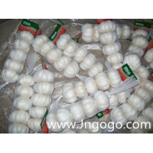 New Crop Fresh Good Quality Export White Garlic