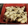 Hot Selling Fresh and Dried Ginger