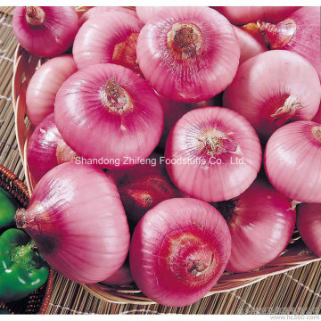 Good Quality New Crop Onion