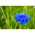 Chinese Beautifl Blue Flower