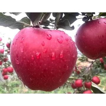 Red Delicious Huaniu Apple con la mejor calidad