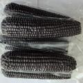 Quality Black Sweet Waxy Corn CObs