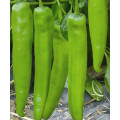 F1 hybrid hot chilli seeds