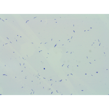 Food Grade 400 Billion CFU/g Lactobacillus Rhamnosus