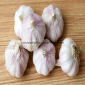 Chinese Red Garlic, Purple Color Garlic