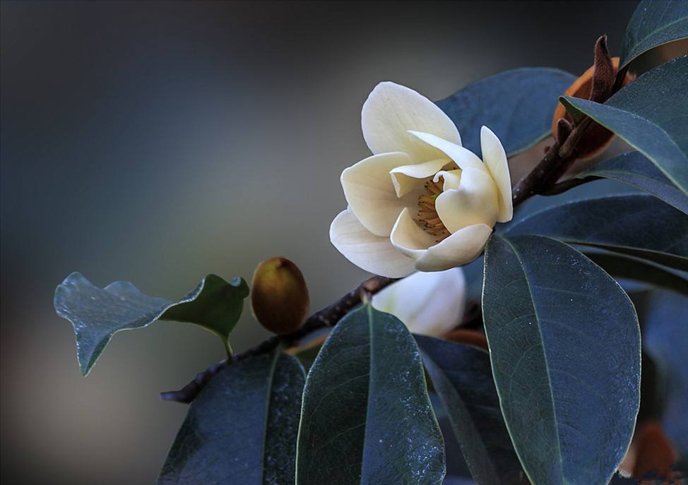 Michelia Flower Essential Oil Benefits