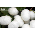 100% Spun Silk Yarn 60nm / 2 120nm / 2 140nm / 2 210nm / 2