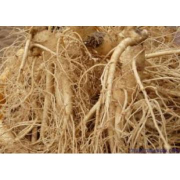 (Extrato de GINSENG) Extracto de Ginseng de Gratificação