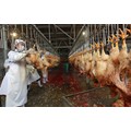 Chinese economic Slaughter Line for Broiler Chicken