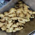 Carton Packing Good Quality Fresh Ginger