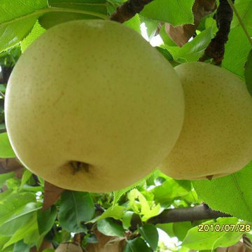 Bonne qualité de poire d&#39;or fraîche chinoise