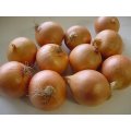 Export New Crop Fresh Good Quality Yellow Onion