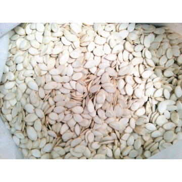 High Quality Snow White Pumpkin Seeds Large Supplier