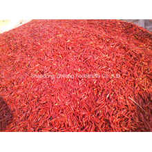 New Chilli Red Hot Chopi para Exportação