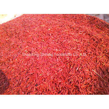 Neue Ernte Hot Red Chilli zum Export