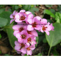 Extracto de Bergenia Purpurascens Nº CAS 477-90-7 Bergenina