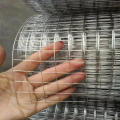 Galvanized Welded Wire Mesh in roll