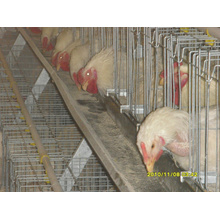 Type de cage de type a et de type H et cage de batterie pour utilisation de poulet