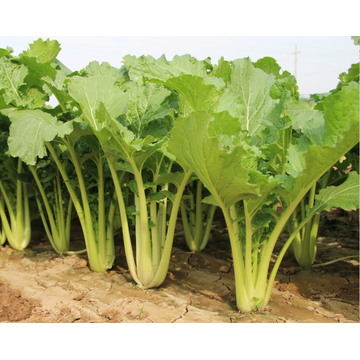 F1 hybrid pakchoi seeds chinese cabbage seeds