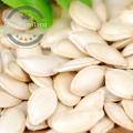 agriculture products of snow white pumpkin seeds