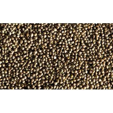 Feeds for Sale High Quality Hemp Seeds