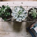 Succulent Plant Pot Holder Tray Container