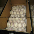 2016 Crop 3 PCS, 5 PCS Fresh White Garlic