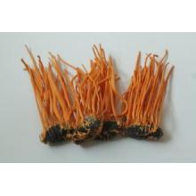 Factory Supply Directly Hot Sale 100% Natural Cordyceps Militaris Extract Ordre minimum: 1kg