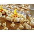 Wholesale Poultry Chicken Feeder Pan