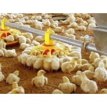 Großhandel Geflügel Huhn Feeder Pan