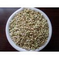 Kernels chineses de trigo mourisco Yulin Origem