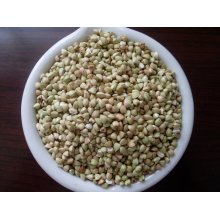 Kernels de sarrasin chinoise Yulin Origine