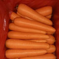 Good Quality of Chinese Fresh Carrot From Factory