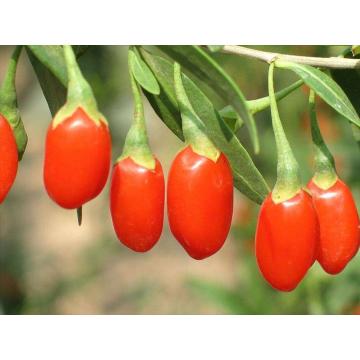 Fuente de la fábrica por mayor de miel Natural de Goji