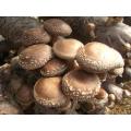 Edible Fungi Dried Shiitake Mushroom