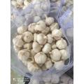 Cold Room Stocked Normal White Garlic