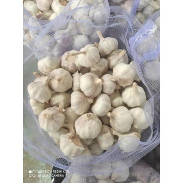 Cold Room Stocked Normal White Garlic