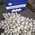 New Chinese garlic exported to South America