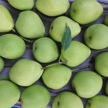 Green Color Health Shandong Pear