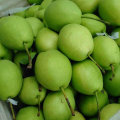 Hot Selling New Harvest of Shandong Pear